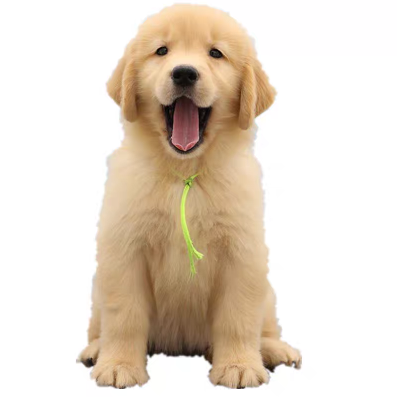 犬舍直销批发价格出售金毛巡回猎犬
